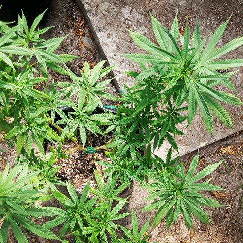 Unknown strain growlog timeline photo