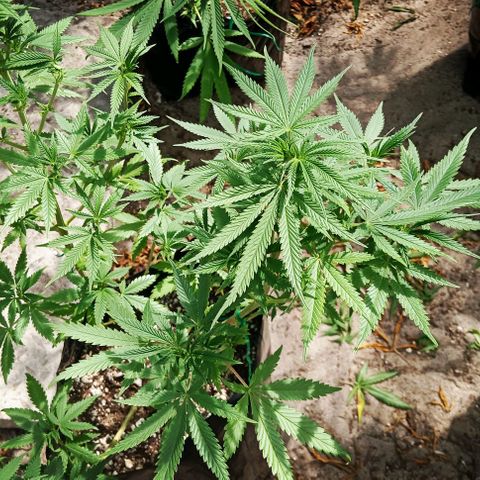Unknown strain growlog timeline photo