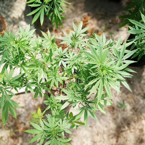 Unknown strain growlog timeline photo