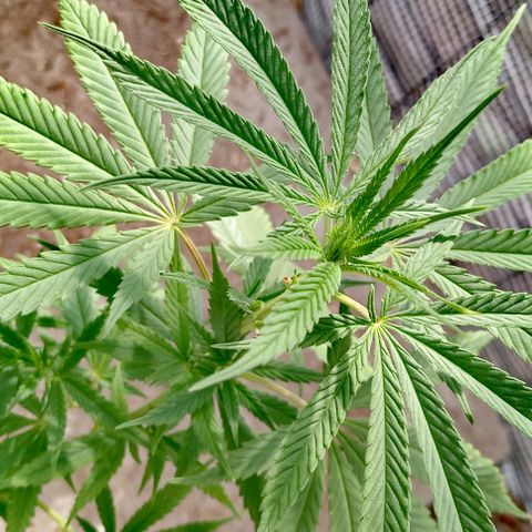 Unknown strain growlog timeline photo