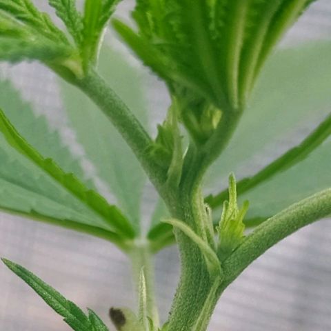 White widow 1 growlog timeline photo