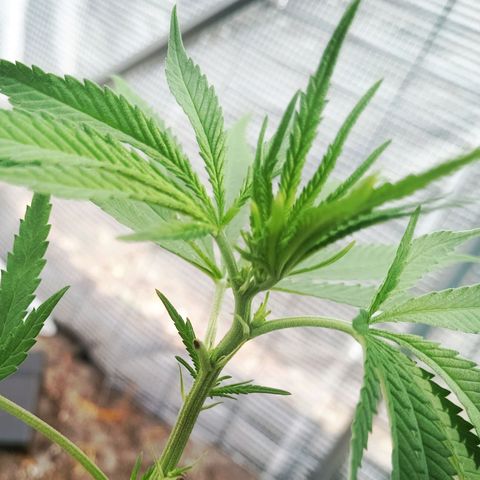 White widow 1 growlog timeline photo