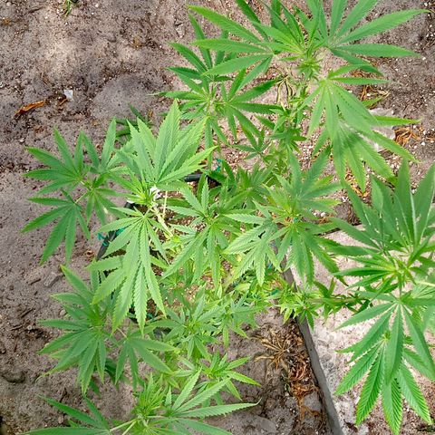 White widow 1 growlog timeline photo