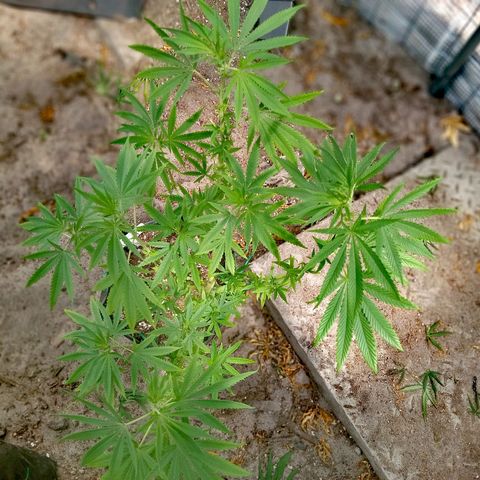 White widow 1 growlog timeline photo