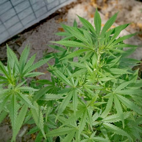 Unknown strain growlog timeline photo