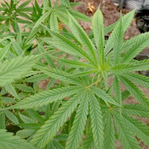 Unknown strain growlog timeline photo