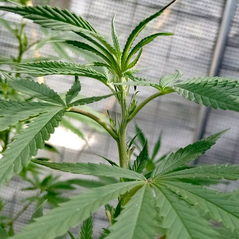 Unknown strain growlog timeline photo