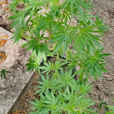 Unknown strain growlog timeline photo