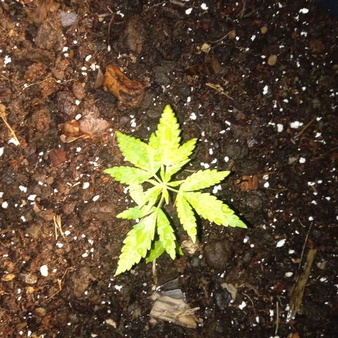 Tatanka Pure CBD growlog timeline photo