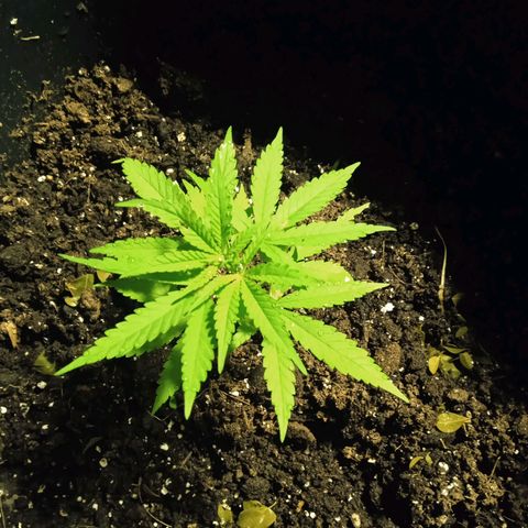 Tatanka Pure CBD growlog timeline photo