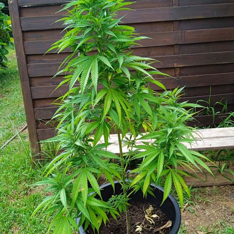 Tatanka Pure CBD growlog timeline photo