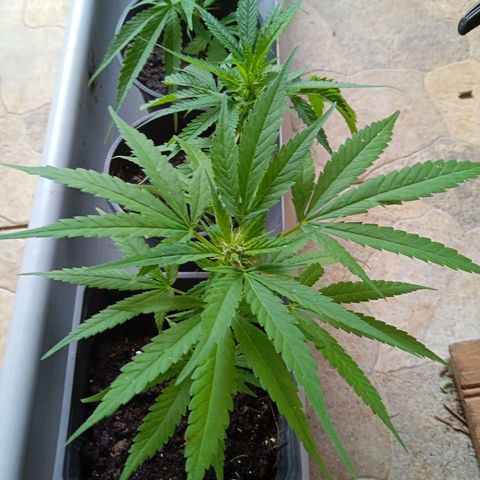 Tatanka Pure CBD growlog photo: 10 clone 