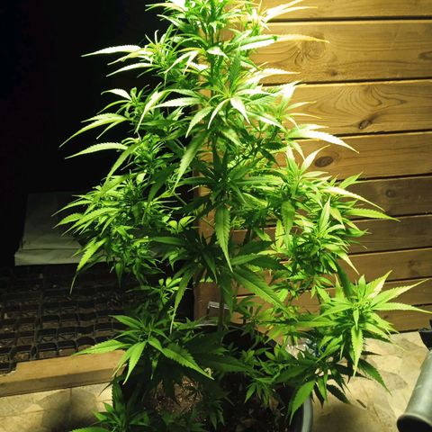 Tatanka Pure CBD growlog timeline photo
