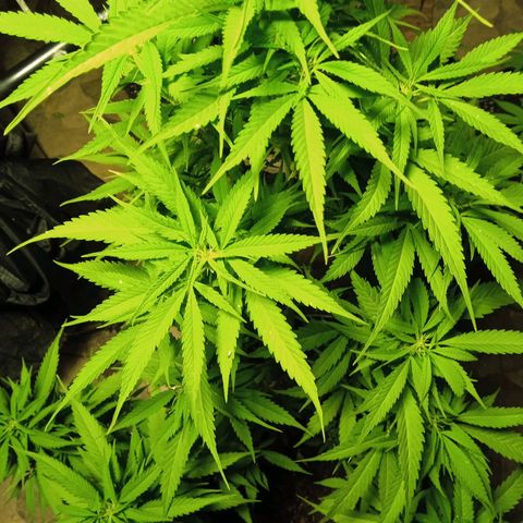 Tatanka Pure CBD growlog timeline photo