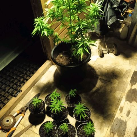 BF1 Tatanka Pure CBD 12 growlog timeline photo