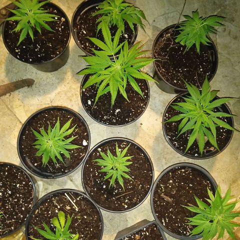 BF1 Tatanka Pure CBD 12 growlog timeline photo