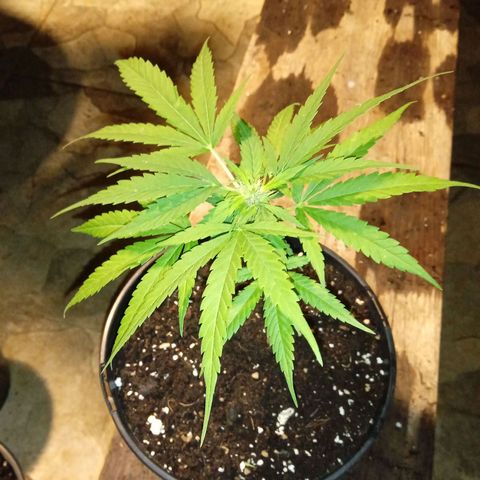 BF1 Tatanka Pure CBD 12 growlog timeline photo
