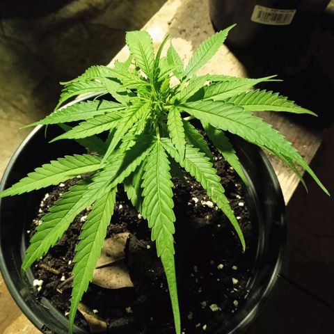 BF1 Tatanka Pure CBD 12 growlog timeline photo