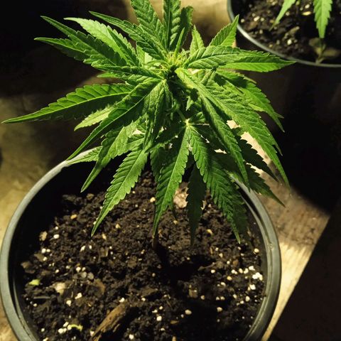 BF1 Tatanka Pure CBD 12 growlog photo: T3