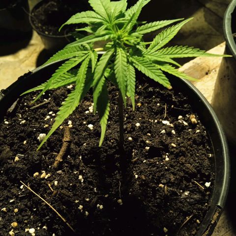 BF1 Tatanka Pure CBD 12 growlog photo: T4