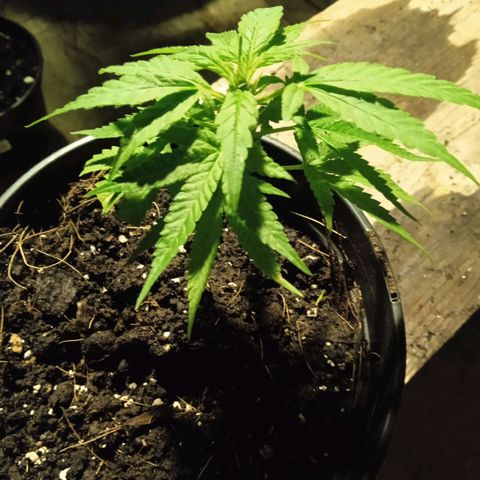 BF1 Tatanka Pure CBD 12 growlog photo: T5