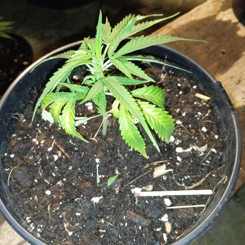 BF1 Tatanka Pure CBD 12 growlog timeline photo