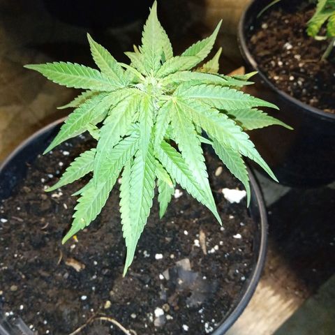 BF1 Tatanka Pure CBD 12 growlog photo: T7