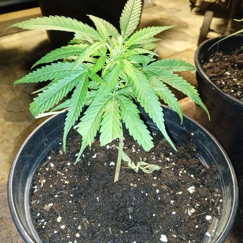 BF1 Tatanka Pure CBD 12 growlog photo: T8