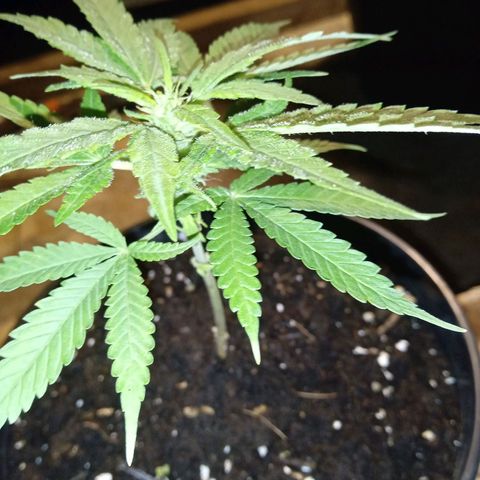 BF1 Tatanka Pure CBD 12 growlog photo: T9