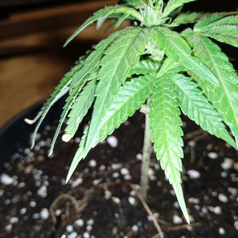 BF1 Tatanka Pure CBD 12 growlog photo: T10