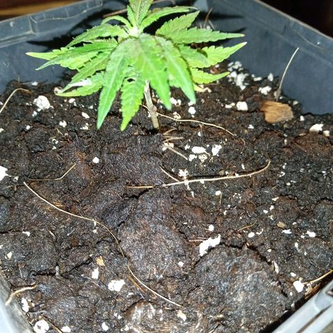 BF1 Tatanka Pure CBD 12 growlog photo: T11 