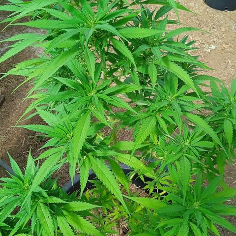 Tatanka Pure CBD growlog photo: Sous serre 