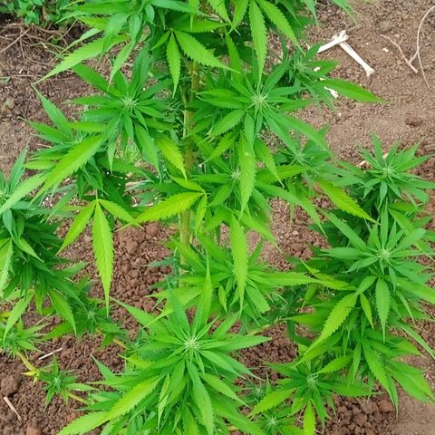 Tatanka Pure CBD growlog timeline photo
