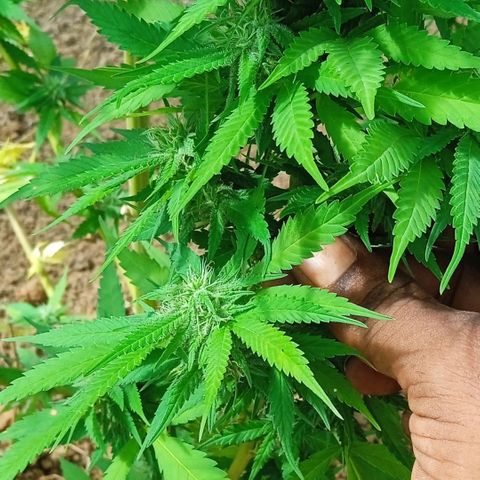 Tatanka Pure CBD growlog timeline photo