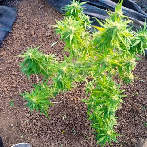 Tatanka Pure CBD growlog timeline photo