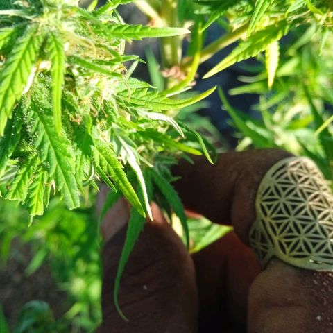 Tatanka Pure CBD growlog timeline photo