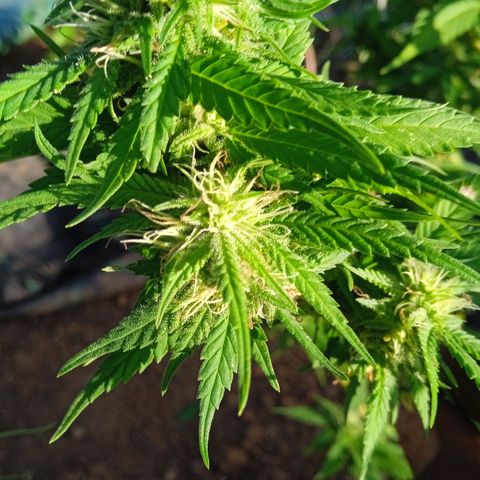 Tatanka Pure CBD growlog timeline photo