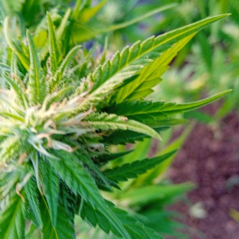Tatanka Pure CBD growlog timeline photo