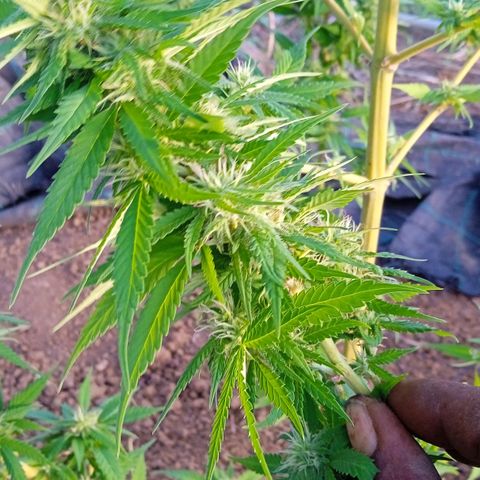 Tatanka Pure CBD growlog timeline photo