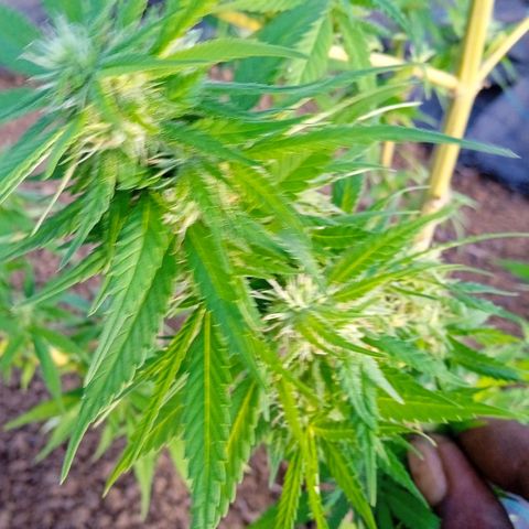 Tatanka Pure CBD growlog timeline photo