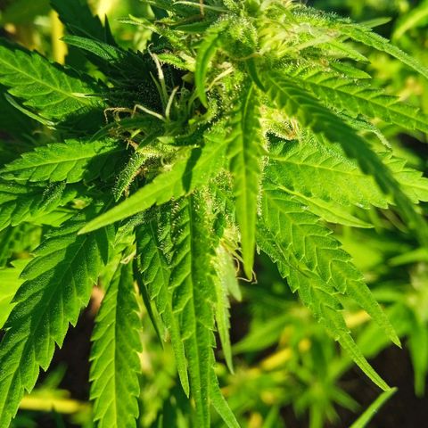 Tatanka Pure CBD growlog timeline photo