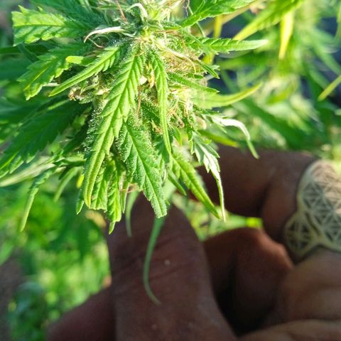 Tatanka Pure CBD growlog timeline photo