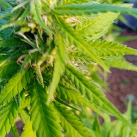 Tatanka Pure CBD growlog timeline photo