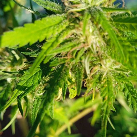 Tatanka Pure CBD growlog timeline photo