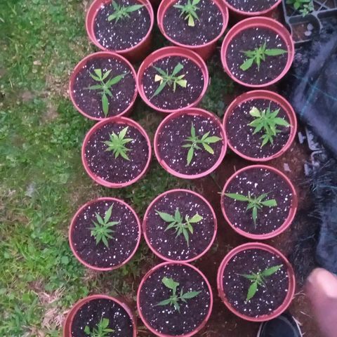 BF1 Tatanka Pure CBD 12 growlog photo: *16 transplantation 