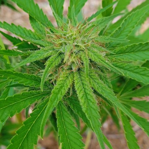 BF1 Tatanka Pure CBD 12 growlog timeline photo