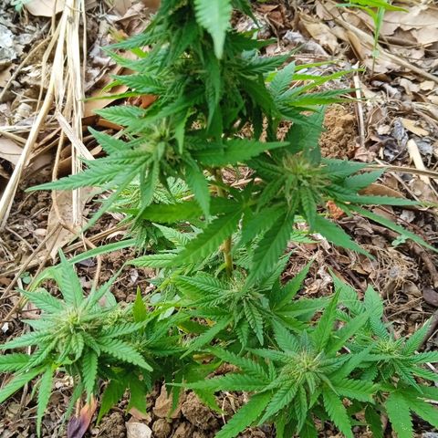 BF1 Tatanka Pure CBD 12 growlog timeline photo
