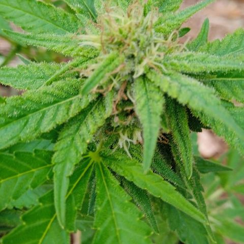 BF1 Tatanka Pure CBD 12 growlog timeline photo