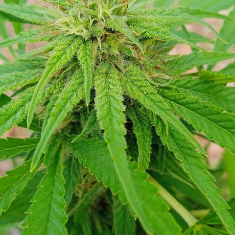 BF1 Tatanka Pure CBD 12 growlog timeline photo