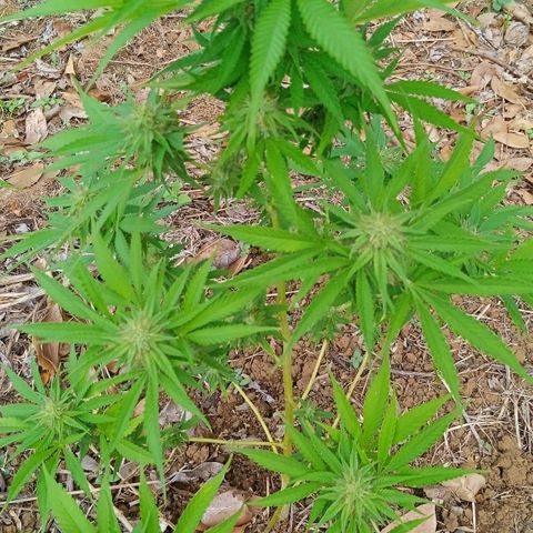 BF1 Tatanka Pure CBD 12 growlog timeline photo